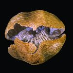 Jan_Descouens_Liospiriferina