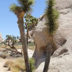 Rounded nooks in granite tafoni
