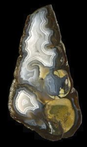 Banded agate in a fossil