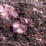 minnesota thomsonite