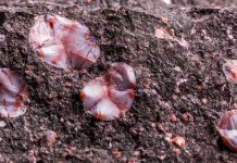 minnesota thomsonite
