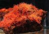 Crocoite Adelaide mine