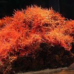 Crocoite: Spanning Serbia and Tazmania Crocoite Adelaide mine