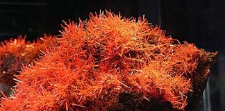 Crocoite Adelaide mine