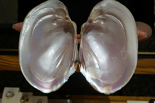Concho pearls what-are-concho-pearls