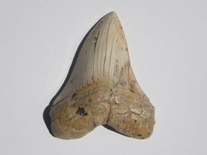 Shark tooth fossil