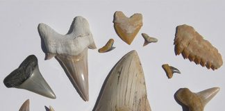 Various fossilized shark teeth