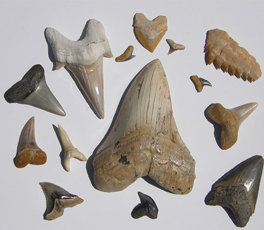 Various fossilized shark teeth