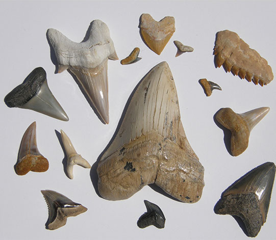 Various fossilized shark teeth Various fossilized shark teeth