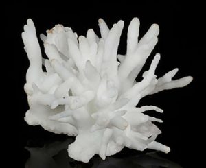 White aragonite