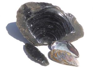 Weird Words: Conchoidal - Rock & Gem Magazine