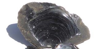 Conchoidal fracture in obsidian resembles