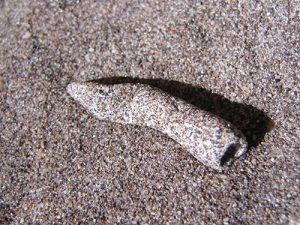 Fulgurite specimen