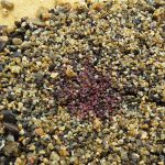 Screen of garnet-bearing pay dirt