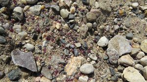 Water-worn garnet crystals