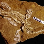 Orobates pabsti