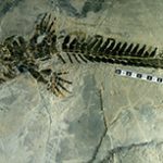 Eretmorhipis carrolldongi holotyp
