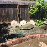 BlackJadeFeatherRiverCal