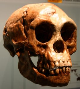 Skull of the Hobbit