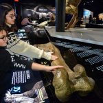 T.rex femur bone display