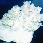 Cave-formed aragonite