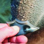 Polishing step of the process