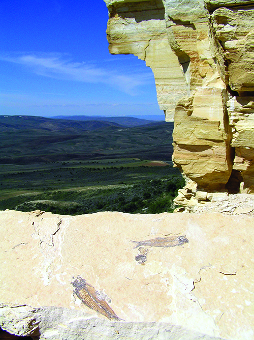 Eocene Epoch fish fossils