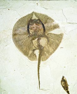 Heliobatis radians fossil
