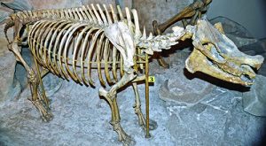 Pilocene Epoch Hagerman horse fossil