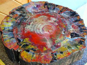 Petrified wood