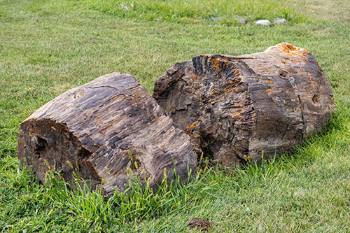 Log1