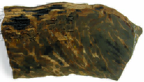 Petrified Wood