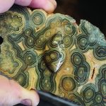 Flowering Tube Onyx: What to Cut flowering tube onyx