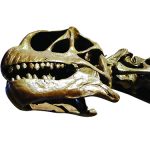 This Camarasaurus skull is a fossil from Jurassic Park dinosaurs that once inhabited Fruita, Colorado.