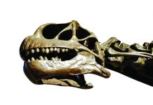 This Camarasaurus skull is a fossil from Jurassic Park dinosaurs that once inhabited Fruita, Colorado.