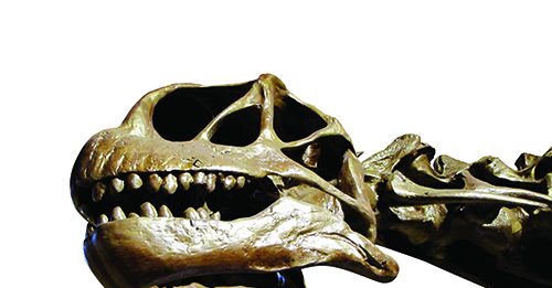 This Camarasaurus skull is a fossil from Jurassic Park dinosaurs that once inhabited Fruita, Colorado.