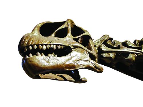 Camarasaurus