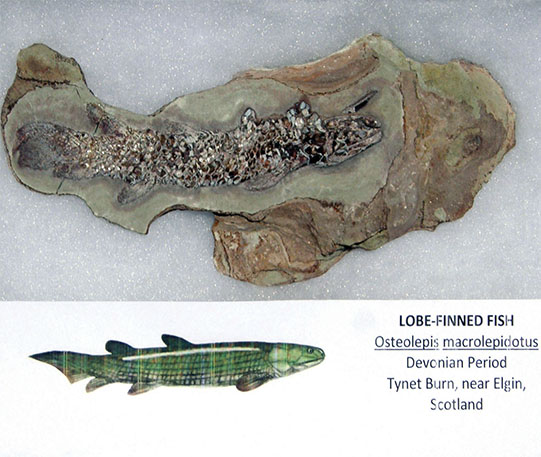 lobe-finned fish lobe-finned fish