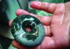 guatemalan-jade