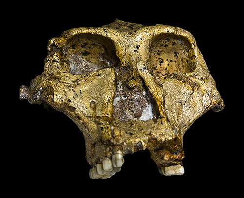 Paranthropus robustus SK-48