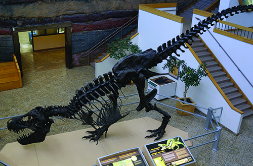 4. Tyrannosaurus Stan DSC06192
