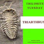 Trilobite Tuesday: Triarthrus