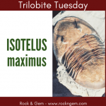 Trilobite Tuesday: What is a trilobite?