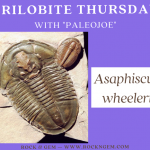 Trilobite Thursday: Asaphiscus wheeleri