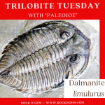 Trilobite Tuesday: Dalmanites limulurus