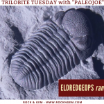 Trilobite Tuesday: Eldredgepos rana