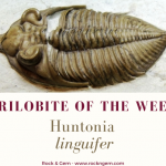 Trilobite of the Week: Snout and spine help distinguish Huntonia Linguifer