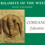 Oklahoma Delivers Plentiful and Beautiful Trilobites