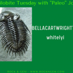 Trilobite Body Size Doesn’t Always Determine Spine Size