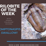 COMPTONASPIS swallowi: Plain Design And End of a Reign